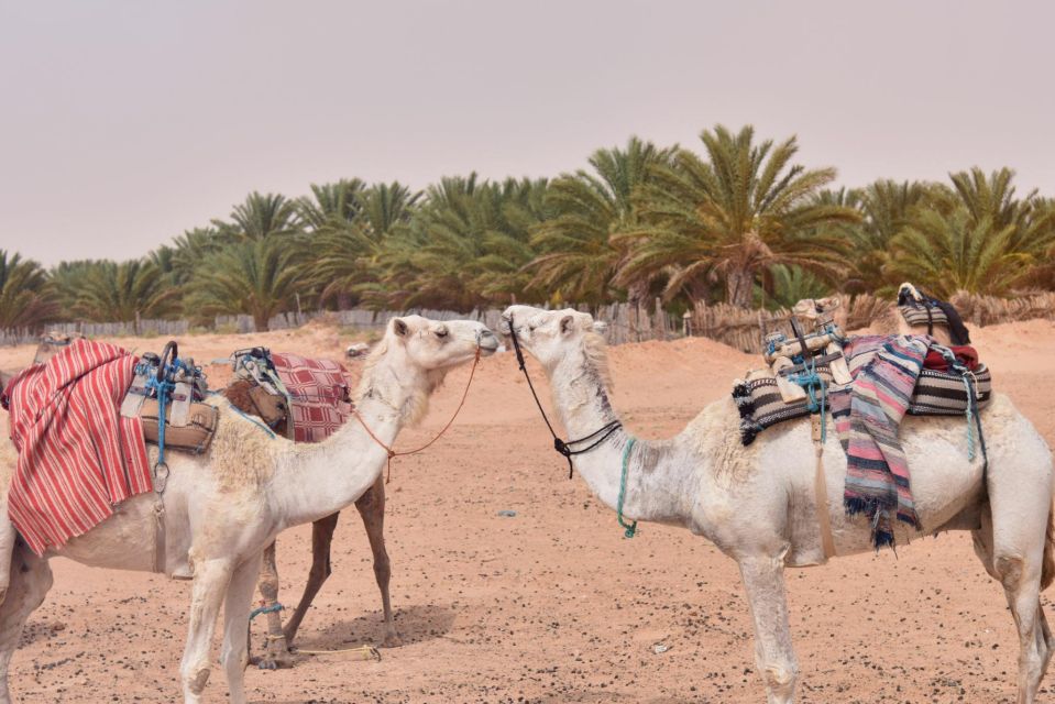 Agadir: Camel Ride Adventure With Flamingo River & Mint Tea - Additional Information