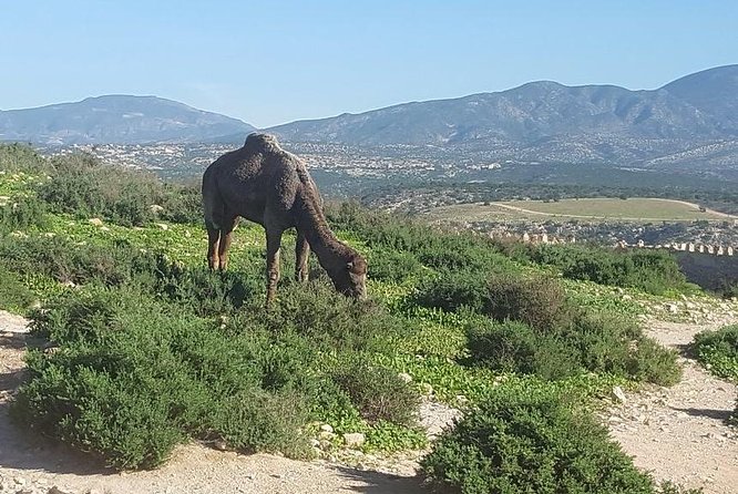 Agadir City Tour From Riu Palace Tikida Taghazout - Booking Terms and Conditions