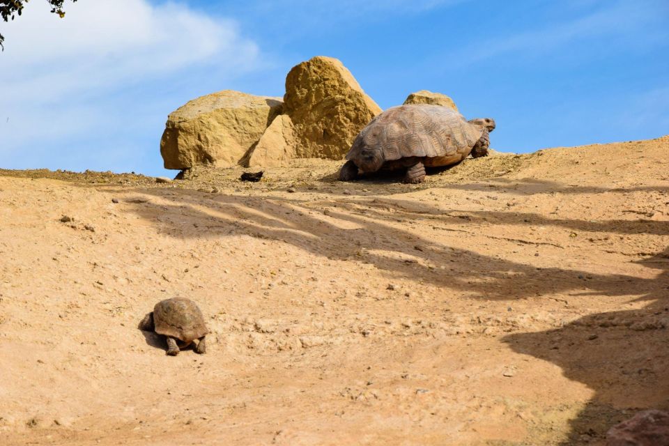 Agadir: Goat on Trees & Crocodile Park Including Hotelpickup - Activity Details