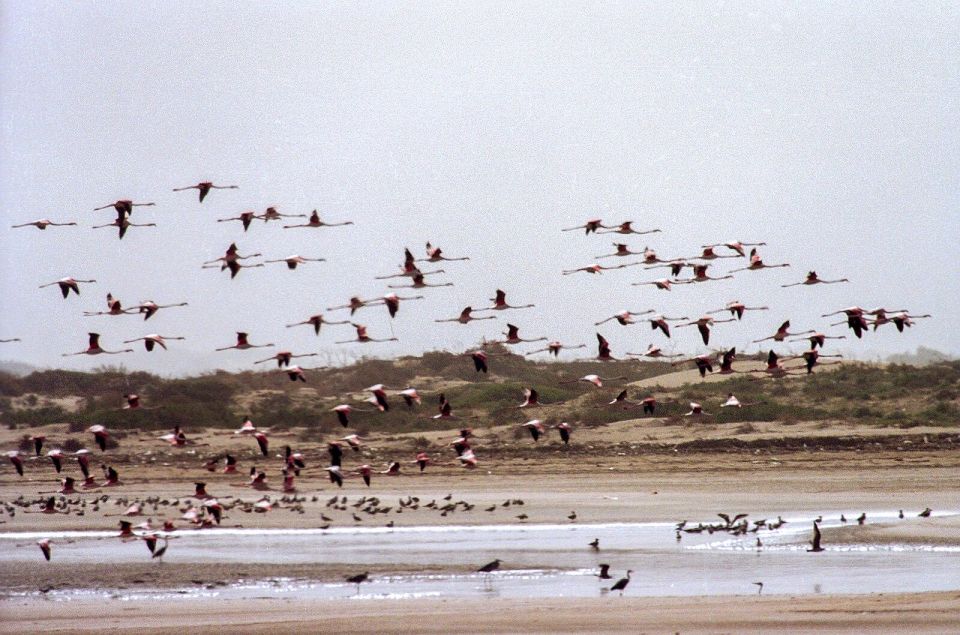 Agadir or Taghazout: Camel Ride Experience in River or Beach - Hotel Pickup and Drop-off Information