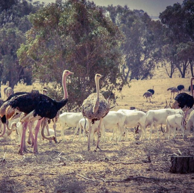 Agadir: Souss National Park Wildlife Half-Day Tour - Wildlife Encounters