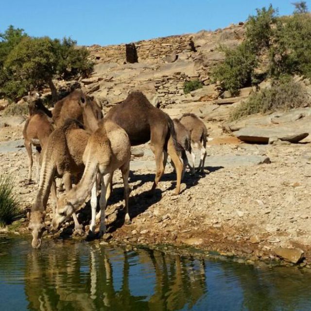 Agadir Taghazout 2 Day Sahara Desert Camp to Elborj & Lezira - Dining Experiences