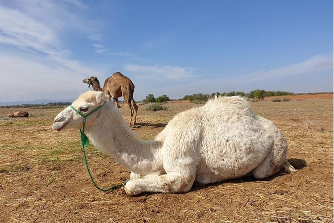 Agafay Desert , Atlas Mountains and Berber Villages Day Trip From Marrakech - Location and Activities