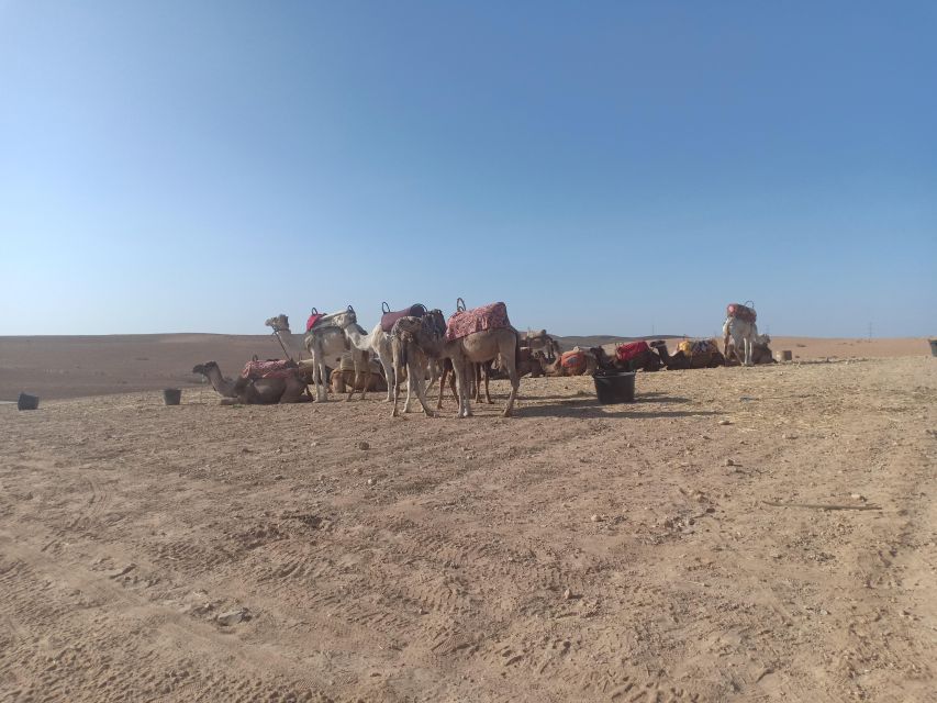 Agafay Desert Camel Ride With Lunch - Additional Information