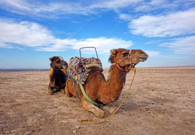 Agafay Guided Camel Riding and Dinner Under Stars - Inclusions