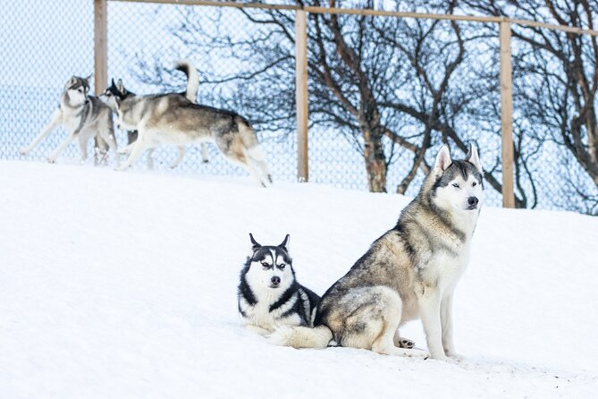 Akureyri Dog Sledding Private Experience - Expectations