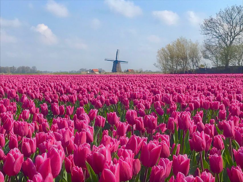 Alkmaar: Tulip and Spring Flower Fields Bike Tour - Location and Product ID