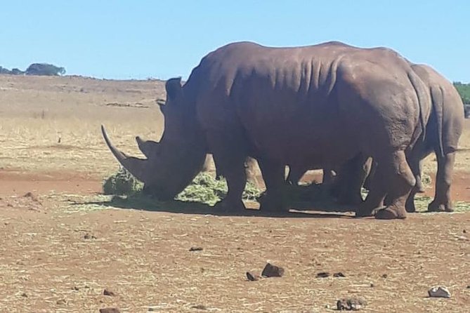All-Day Pilanesberg National Park Safari in South Africa  - North West - Cancellation and Refund Policies