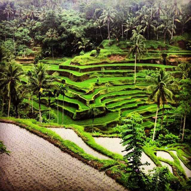 All Inclusive Monkey Forest, Waterfall,Rice Terrace,Temple. - Rice Terrace Exploration