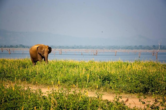 All Inclusive Private Safari in Minneriya National Park - Last Words