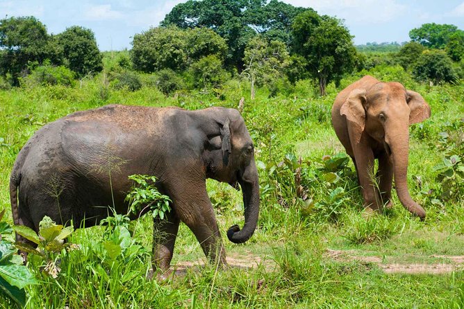 All Inclusive Udawalawa National Park Day Tour From Negombo - Tour Guide Information