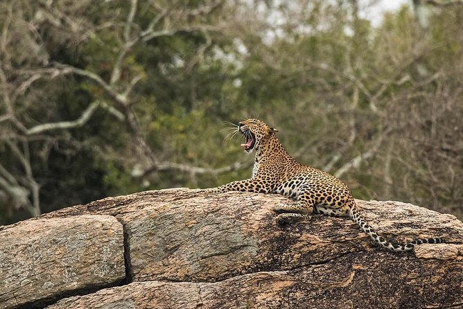 All Inclusive Yala National Park Jeep Safari From Colombo - Top Wildlife Sightings at Yala