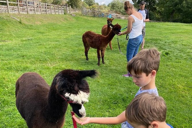 Alpaca Farm Private Tour in Tunstead Milton  - England - Additional Information