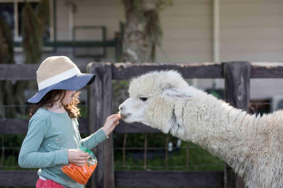 Alpaca Therapy and Artisanal Creativity - Common questions