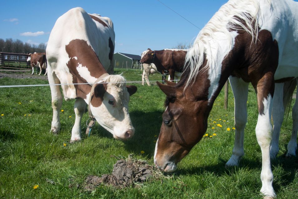 Amsterdam: Full-Day Countryside Tour - Meeting Point Details