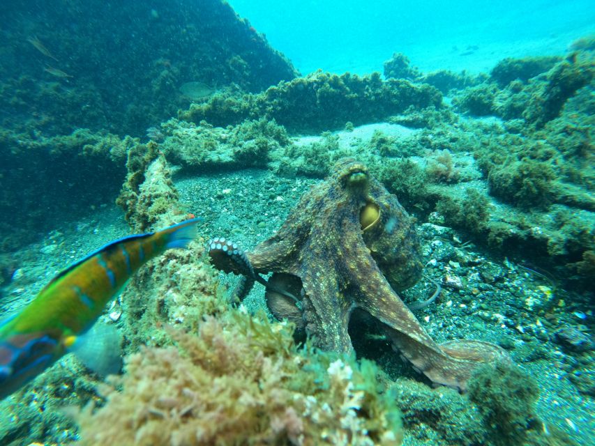 Angra Do Heroísmo: SSI Try Scuba Program in a Shipwreck - Participant Selection and Date