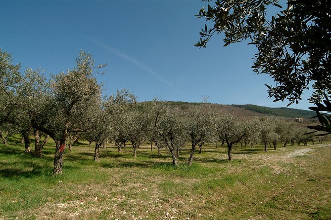 Apprentice Olive Oil Taster for a Day! - Traveler Recommendations Summary