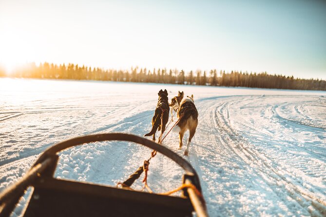 Apukka Husky Adventure in Rovaniemi - Highlights of Husky Sled Rides