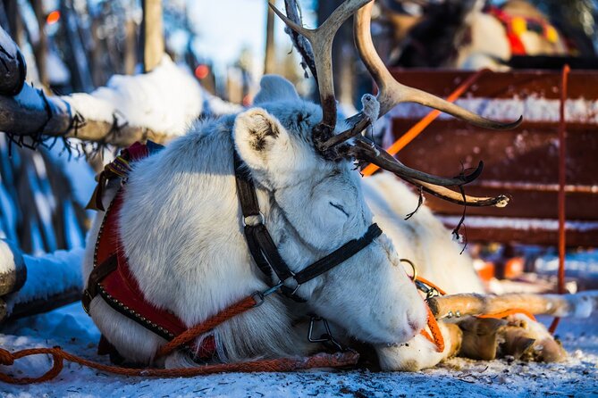 Arctic Animals Combo Safari, Reindeer and Husky Adventure - Reviews and Feedback