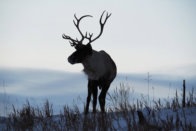 Arctic Day: Yukon Wildlife Half Day Viewing Tour - Cancellation Policy