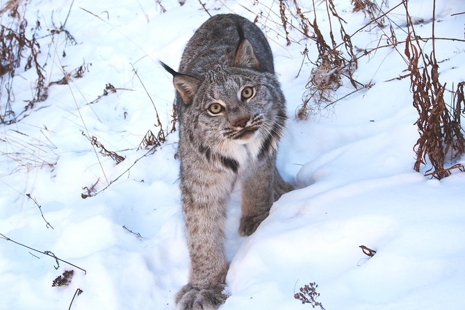 Arctic Day: Yukon Wildlife & Hot Springs Tour Half Day - Reviews and Pricing Information