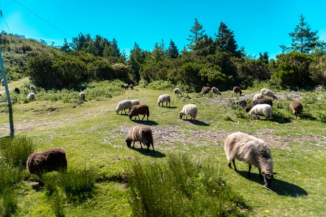 Arieiro Peak With Santana and Machico Golden Beach Experience - Traveler Reviews and Ratings