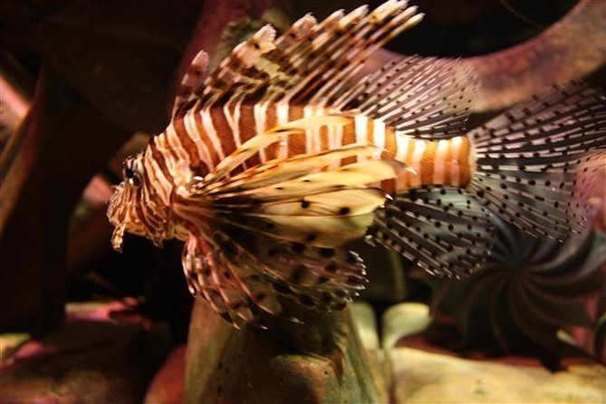 Atlantis Lost-Chamber Aquarium Dubai - Customer Reviews and Feedback