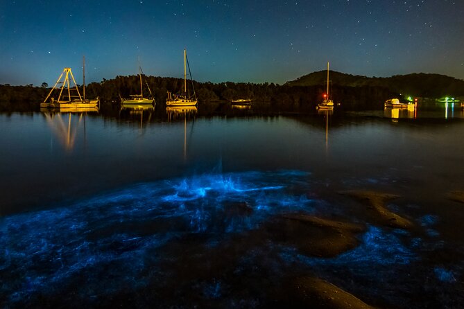 Auckland Bioluminescence Kayak Tour - Reviews and Ratings