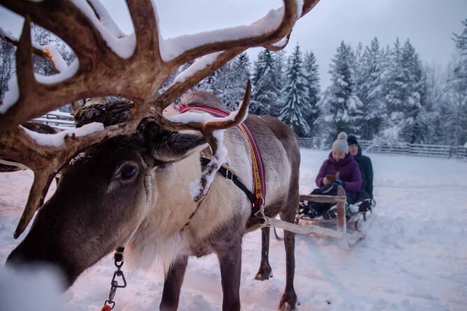 Authentic Reindeer Farm Experience in Rovaniemi - Capture Magical Northern Lights