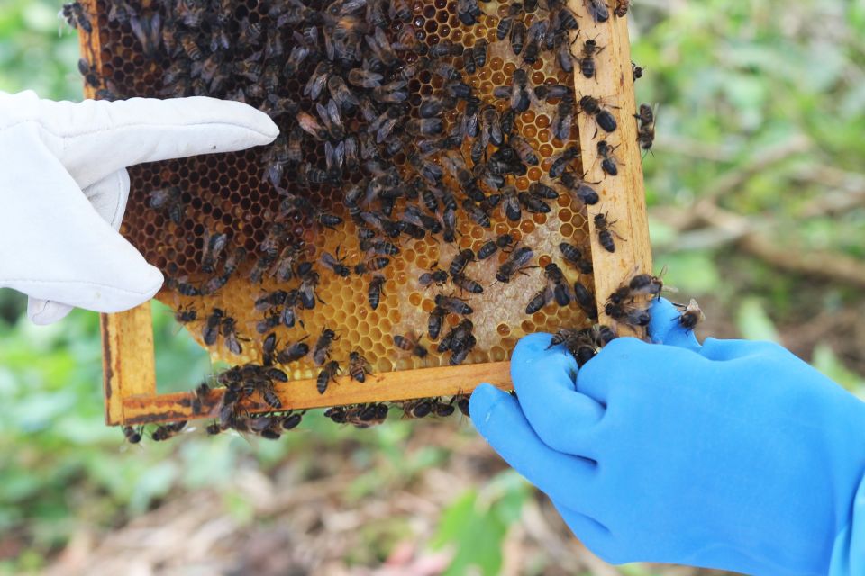 Azores Beekeeping Tour and Honey Taste - Safety Measures