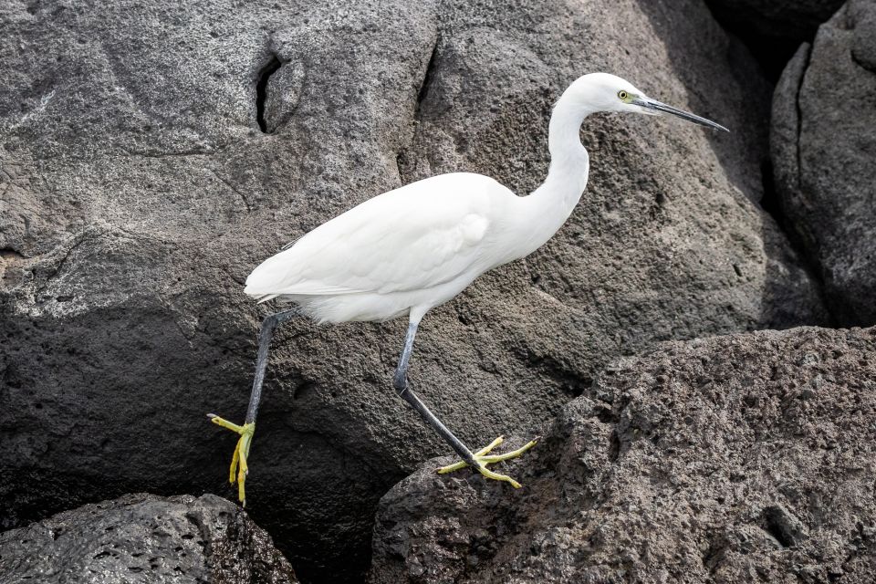 Azores Marine Birdwatching Expedition - Bird Species to Observe