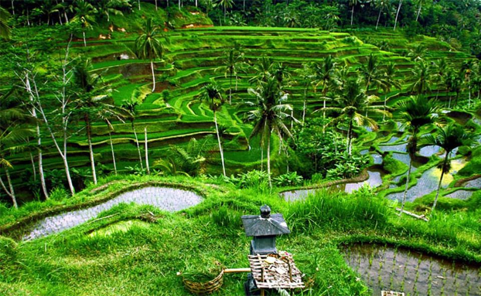 Bali Instagenic Tour - Common questions