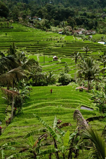 Bali Jatiluwih Rice Terrace and Tanah Lot Tours - Detailed Tour Description
