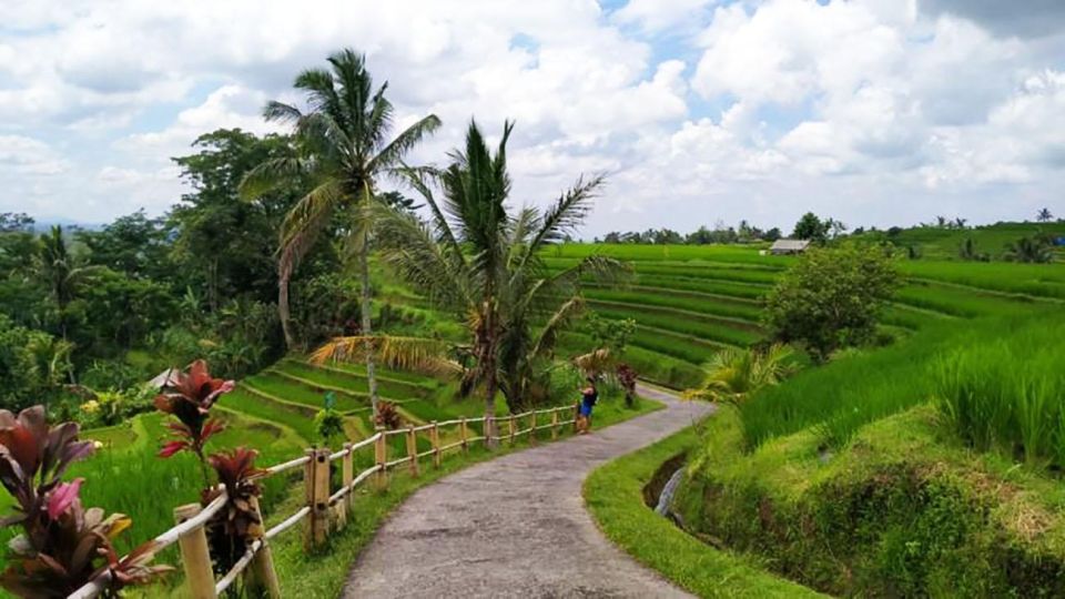 Bali: Jatiluwih Rice Terrace Sunrise Trekking With Breakfast - Common questions