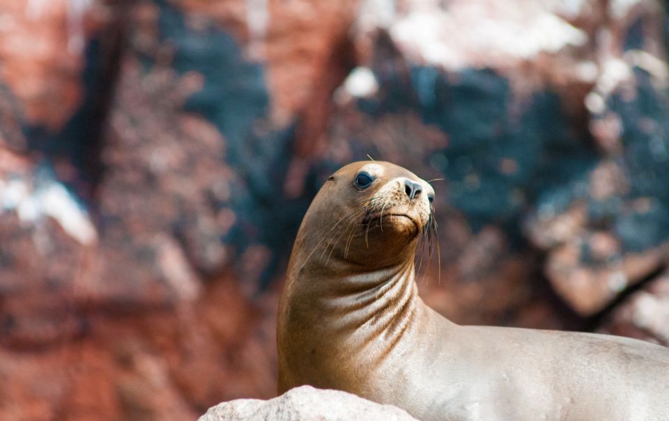 Ballestas Islands and Huacachina Oasis Half-Day Tour - Pricing and Reservation Details