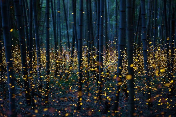 Bamboo Bicycle Tour in Twilight: Watch Dancing Fireflies in Bangkok - Negative Experiences