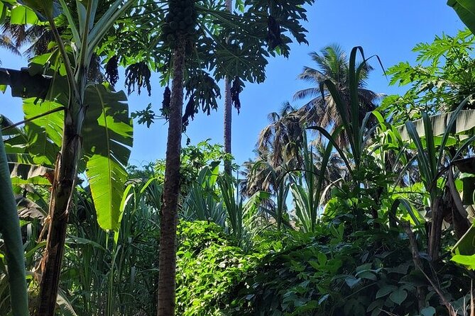 Banana Plantation / Black Sand Beach Experience - Cancellation Process