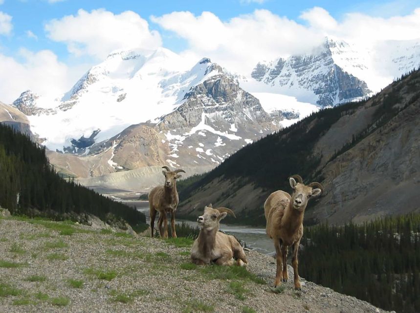 Banff: Evening Wildlife Safari Guided Tour - Pricing and Availability