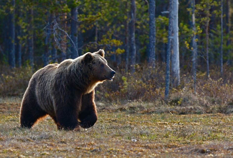 Banff: Highlights and Wildlife Group Tour - High Success Rate for Wildlife Spotting