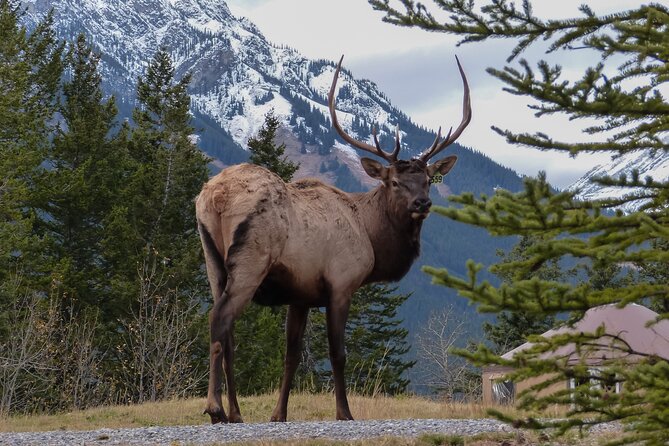 Banff Highlights & Wildlife Small Group Adventure - Customer Feedback