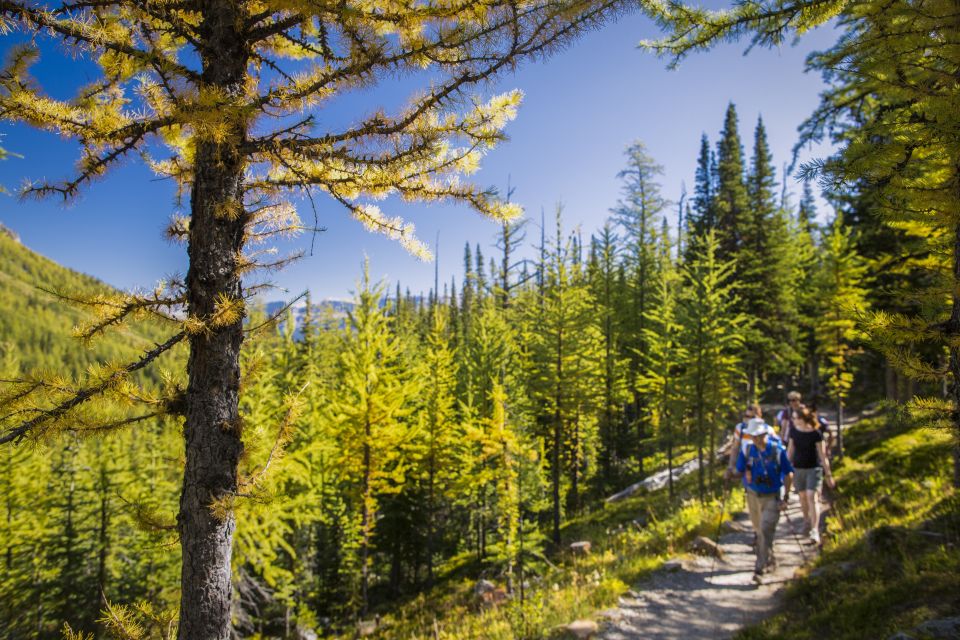 Banff National Park: Guided Signature Hikes With Lunch - Review Summary