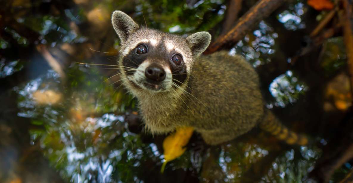 Baru Mangroves Tour Luminous Plankton - Tour Price and Availability