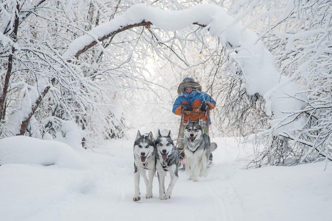 Be a Musher! Husky Tour Into the Arctic Wilderness - Additional Information