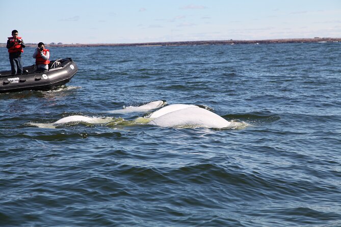 Belugas, Bears and Blooms in Churchill Manitoba - Meet Belugas and Bears