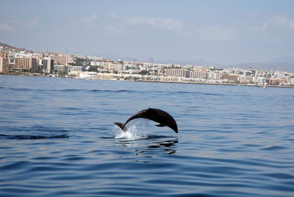 Benalmadena: Dolphin Watching Boat Tour - Meeting Point Information