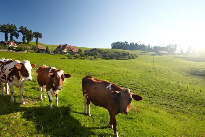 Bern Small-Group Day Trip From Zurich Including Cheese Tasting - Last Words