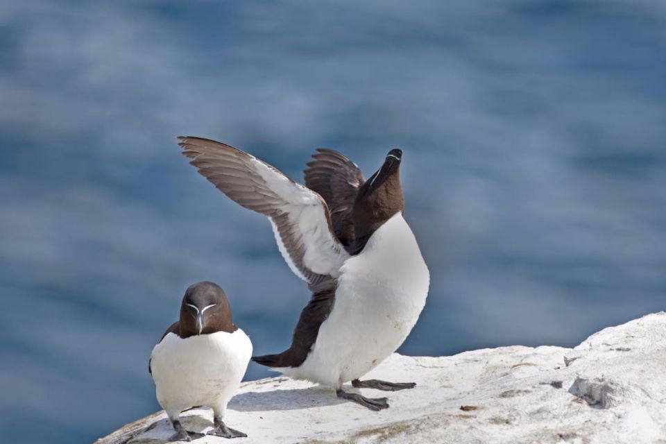 Berthier-sur-Mer: Razorbill Penguin Observation Cruise