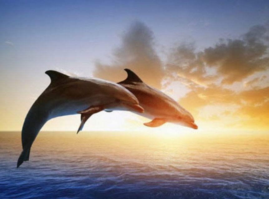 Best Lovina Sunrise Dolphins Watching Tour - Safety Measures