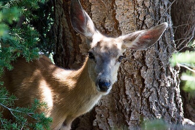 Best Of Yellowstone Full Day Natl Park Tour From Bozeman - Traveler Reviews