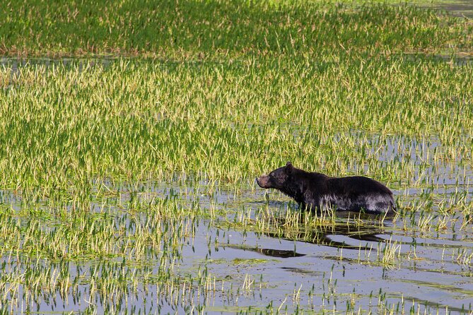 Best of Yellowstone Guided Tour From Bozeman - Private Tour - Directions